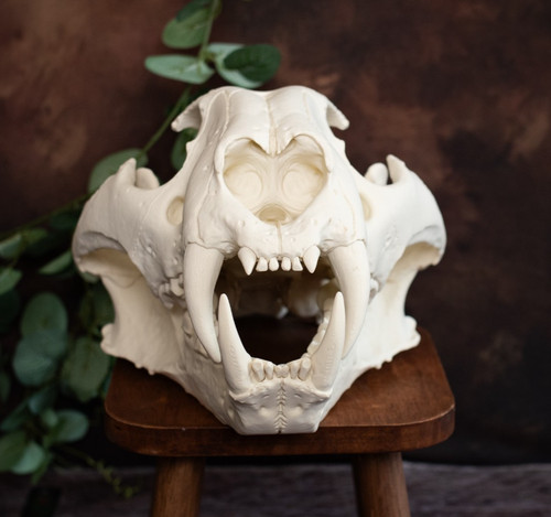 Tiger skull replica - replica, size