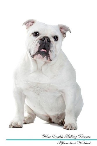 White english bulldog - white,