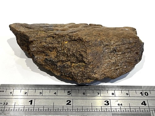 Triceratops skull bone - triceratops,