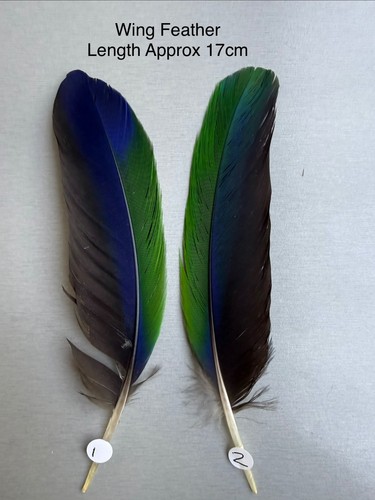 Parrot macaw feather crafts - macaw,