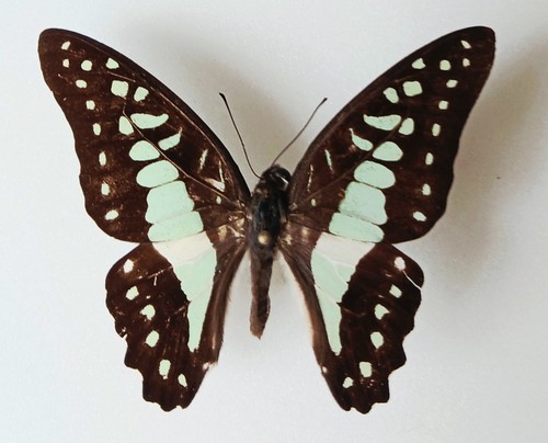 Graphium evemon green - graphium,