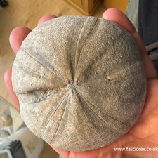 Clypeus ploti – British