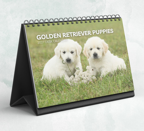 Golden retriever puppies desk - puppies,