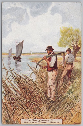 Wroxham broad norfolk the reed - norfolk,