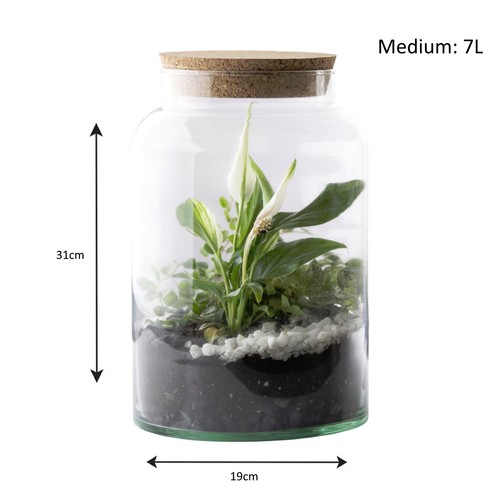 Glass plant terrarium bottle - terrarium,