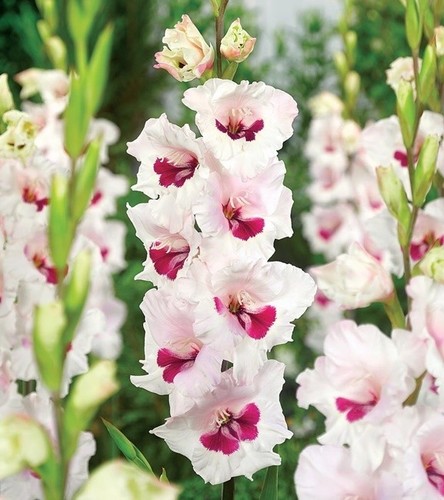 Gladioli cera corsage 10 - 10,