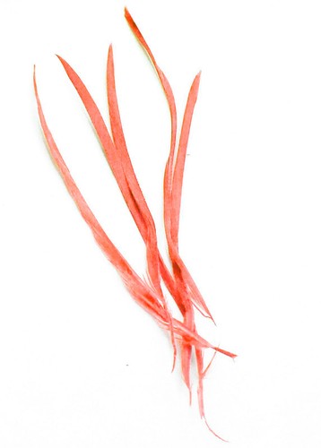Long fascinator feathers - long,