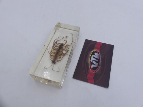 Real bugs deagostini centipede - real,