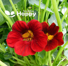 NASTURTIUM - FIERY FESTIVAL