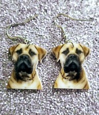 English Mastiff Bullmastiff