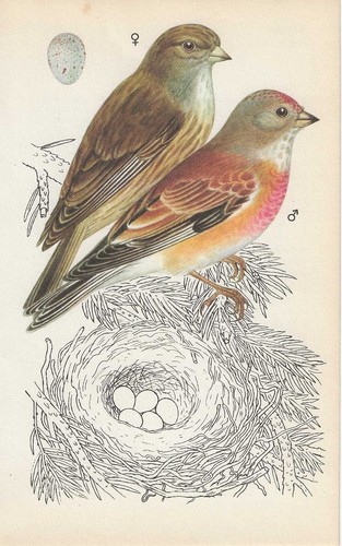 Vintage bird print book - vintage, print,