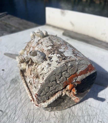 Crusty old crab fish - crusty,