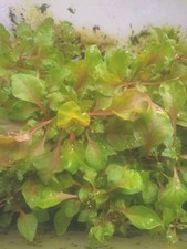 Alternanthera Bettzickiana