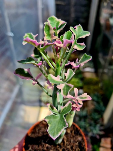 Senecio articulatus variegated - senecio,