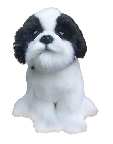 Black white shih tzu - white,