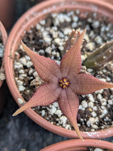 Stapelia schinzii angolensis - schinzii, v