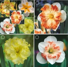 Daffodil Flower Bulbs 10 All