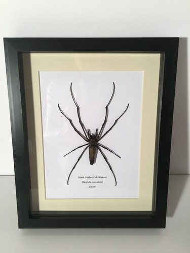 Giant golden orb weaver spider - giant,