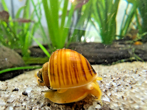 Chestnut mystery snails buy - snails,