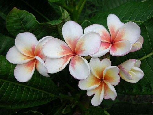 Plumeria obtusa duang - plumeria, suree