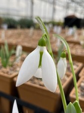 Galanthus elwesii 'Louise Ann Bromley' x 1 Snowdrop bulb