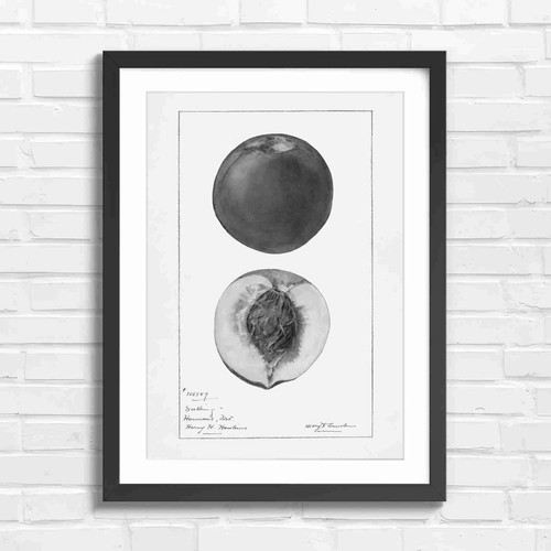 Vintage peach botanical art - vintage,