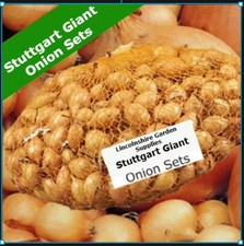 Spring Planting Onion Sets