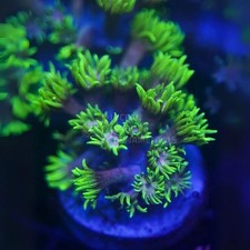 🌈🌅Rainbow Sunrise Goni