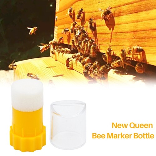 Rearing queen bee - rearing,