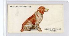 (Jg461-100) Players , Dogs  , Welsh Springer Spaniel , 1931 ,#37