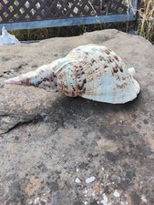 Wow What A Whopper, Triton Trumpet seashell , 37 × 18 Cm, Vintage Shell