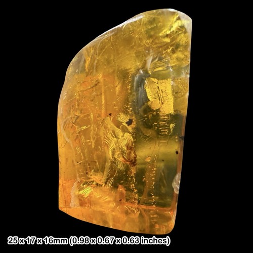 Rare mexican amber fossil - mexican,