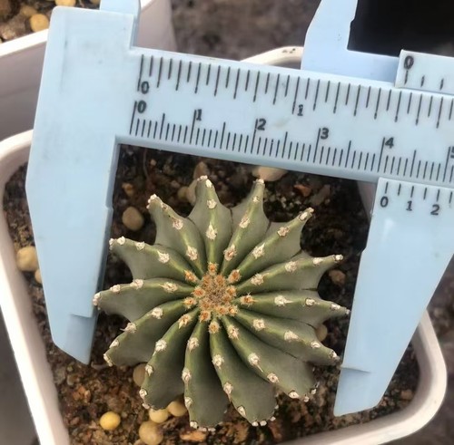 4cm geohintonia mexicana - ,