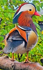 Mandarin Duck THE Ultimate
