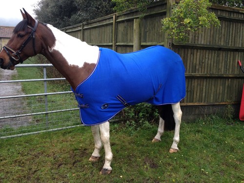 New horse cob pony - horse,