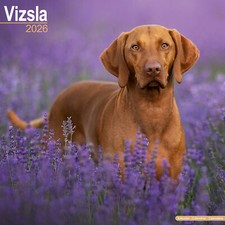 Vizsla 2026 Calendar | Dog Breed Gift Wall 15% OFF MULTI ORDERS