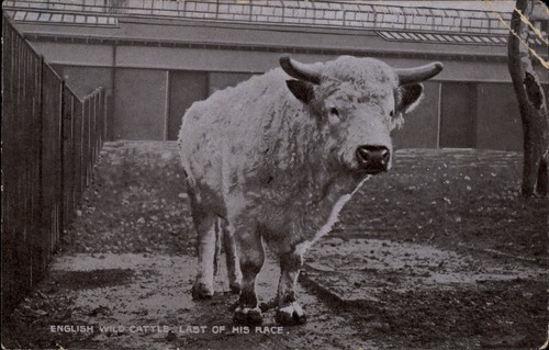 English wild cattle - , last