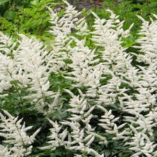 Astilbe bridal veil - veil', |