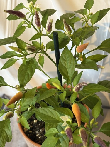 Thai multi colour - multi-colour, plant