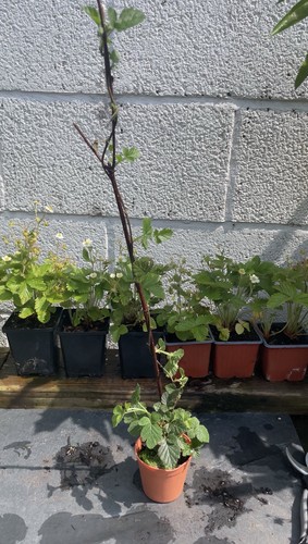 Fruit bush thornless - bush,,
