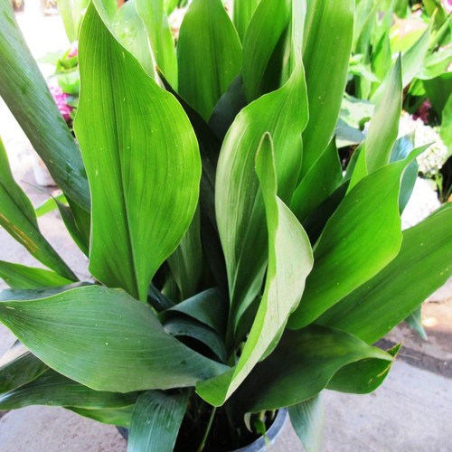 Aspidistra elator cast - aspidistra,