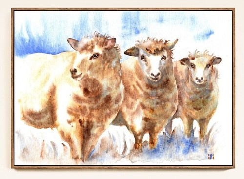 Watercolour sheep galway - watercolour,