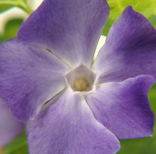 Vinca major variegata 9cm pot - vinca,