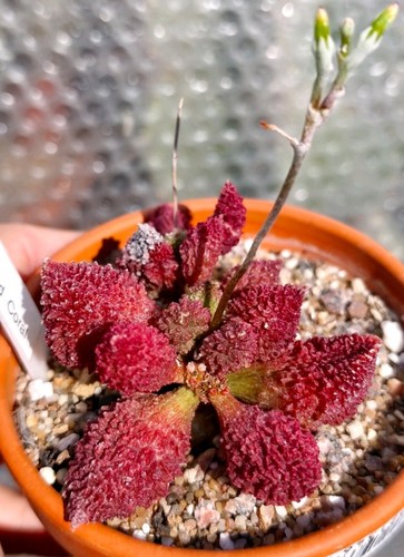 Adromischus marianiae - marianiae, f