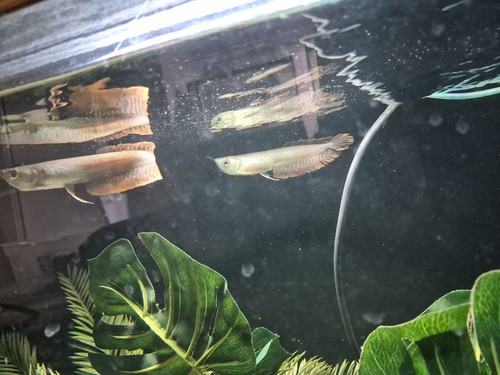 Silver arowana wild - silver,