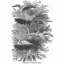 GRAVESEND Heronry in Cobham