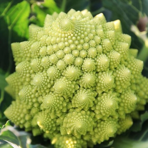 Cauliflower romanesco plant - cauliflower,