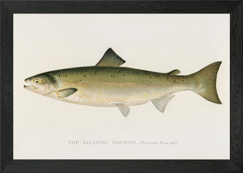 Atlantic salmon fish framed - fish,