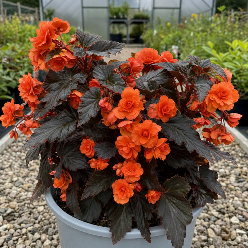 Large plant begonia - -, non