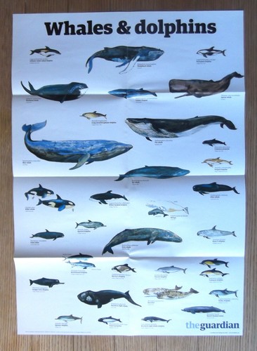 The guardian wallchart wall - the,
